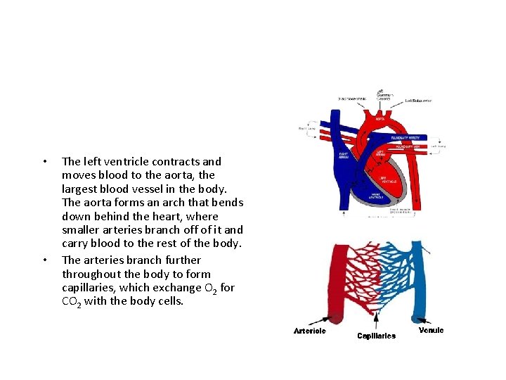  • • The left ventricle contracts and moves blood to the aorta, the