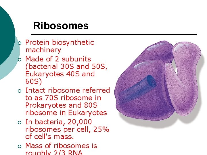 Ribosomes ¡ ¡ ¡ Protein biosynthetic machinery Made of 2 subunits (bacterial 30 S