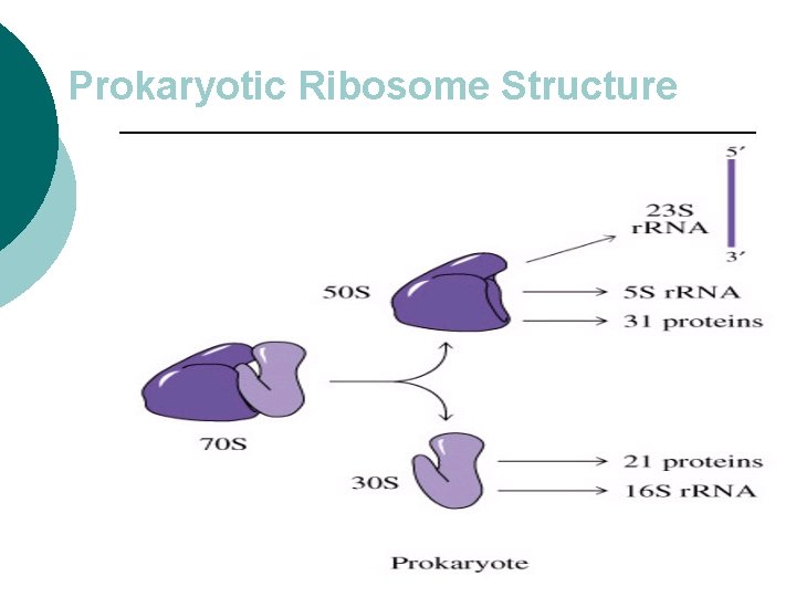 Prokaryotic Ribosome Structure 