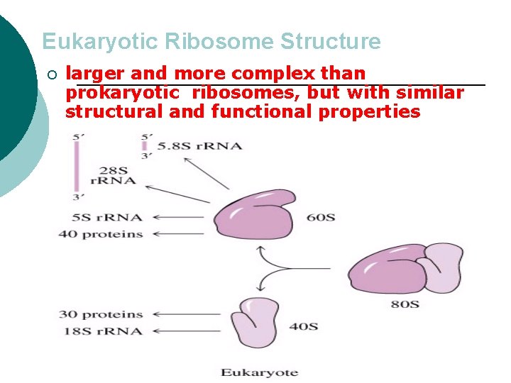 Eukaryotic Ribosome Structure ¡ larger and more complex than prokaryotic ribosomes, but with similar