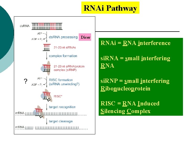 RNAi Pathway Dicer RNAi = RNA interference si. RNA = small interfering RNA si.