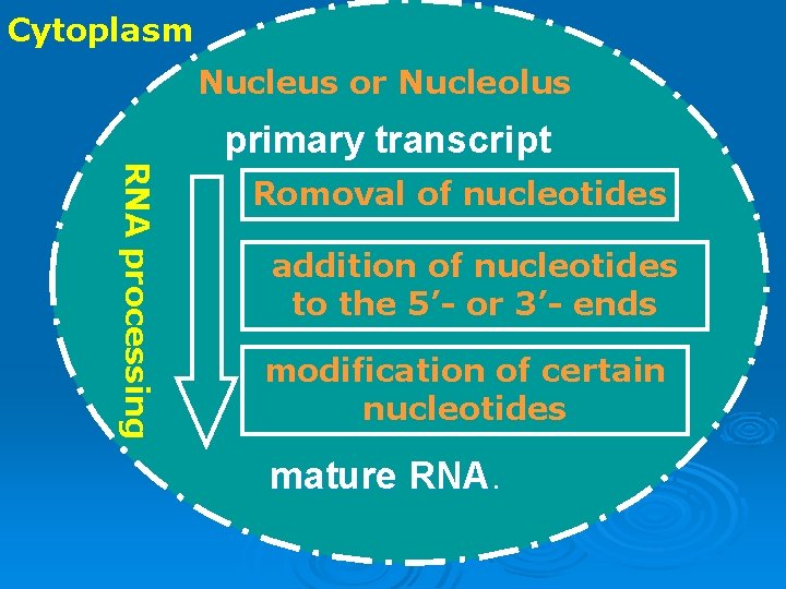Cytoplasm Nucleus or Nucleolus RNA processing primary transcript Romoval of nucleotides addition of nucleotides