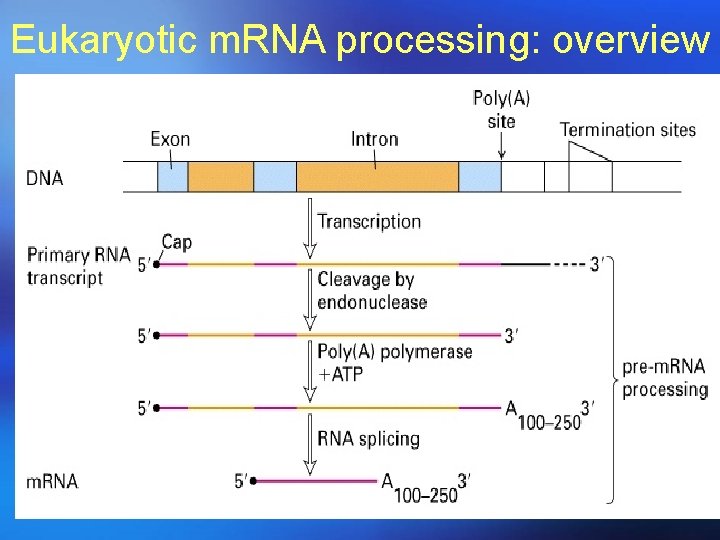 Eukaryotic m. RNA processing: overview 