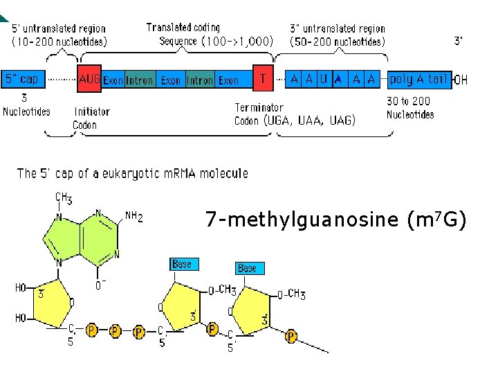 7 -methylguanosine (m 7 G) 