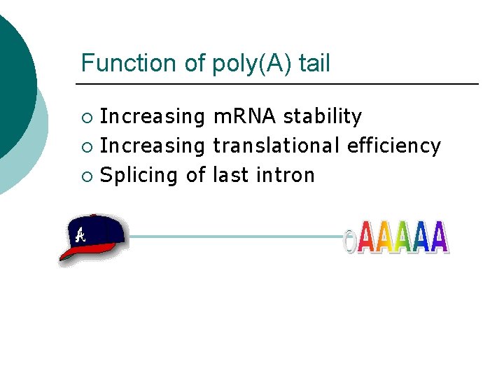 Function of poly(A) tail Increasing m. RNA stability ¡ Increasing translational efficiency ¡ Splicing