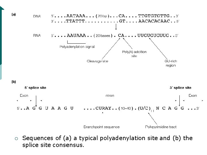 ¡ Sequences of (a) a typical polyadenylation site and (b) the splice site consensus.