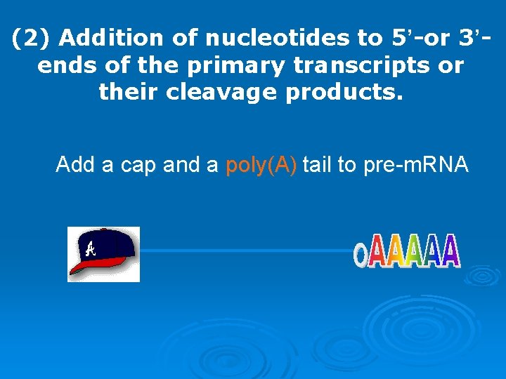 (2) Addition of nucleotides to 5’-or 3’ends of the primary transcripts or their cleavage