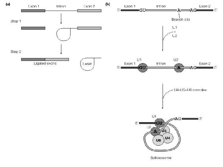 Splicing cycle 