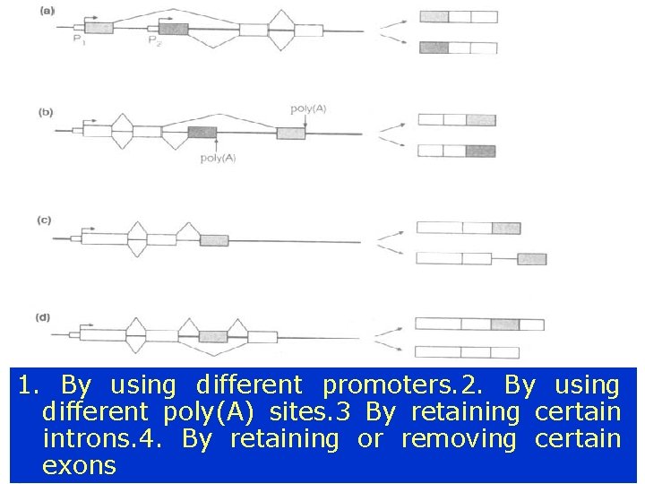 Alternative splicing 1. By using different promoters. 2. By using different poly(A) sites. 3