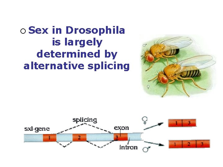 ¡ Sex in Drosophila is largely determined by alternative splicing 