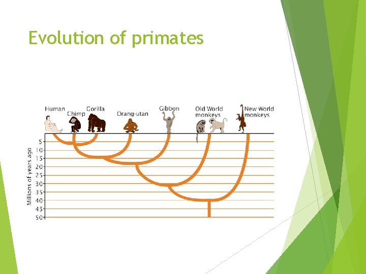 Evolution of primates Evolution of primates