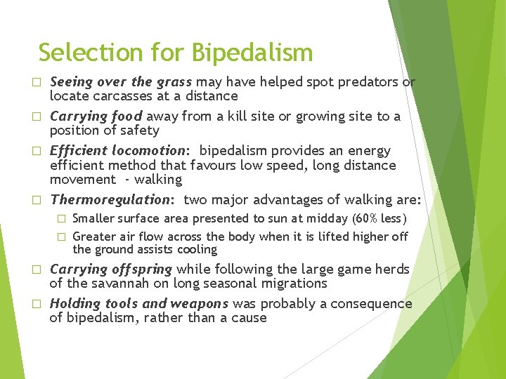 Selection for Bipedalism Seeing over the grass may have helped spot predators or locate Selection for Bipedalism Seeing over the grass may have helped spot predators or locate