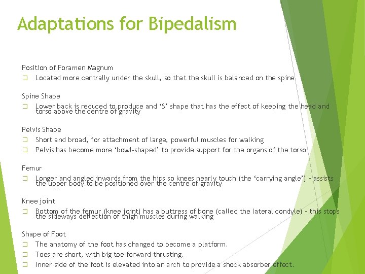 Adaptations for Bipedalism Position of Foramen Magnum � Located more centrally under the skull, Adaptations for Bipedalism Position of Foramen Magnum � Located more centrally under the skull,