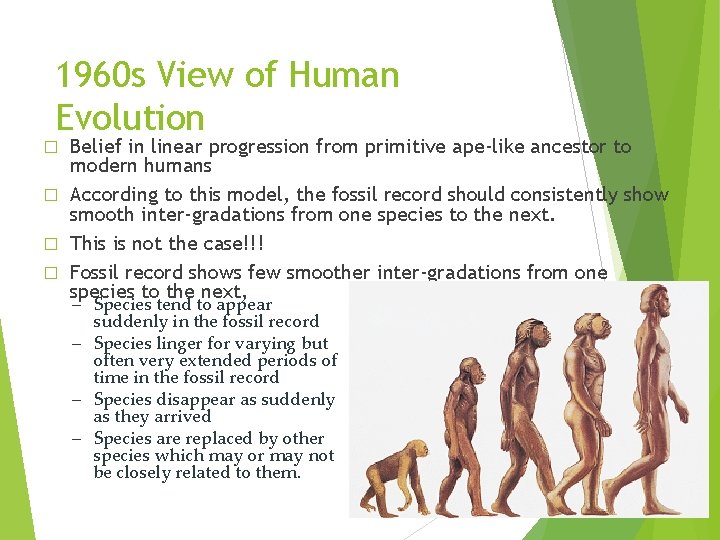 1960 s View of Human Evolution Belief in linear progression from primitive ape-like ancestor 1960 s View of Human Evolution Belief in linear progression from primitive ape-like ancestor