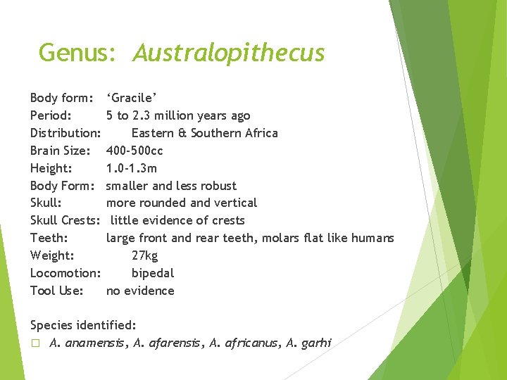 Genus: Australopithecus Body form: Period: Distribution: Brain Size: Height: Body Form: Skull Crests: Teeth: Genus: Australopithecus Body form: Period: Distribution: Brain Size: Height: Body Form: Skull Crests: Teeth:
