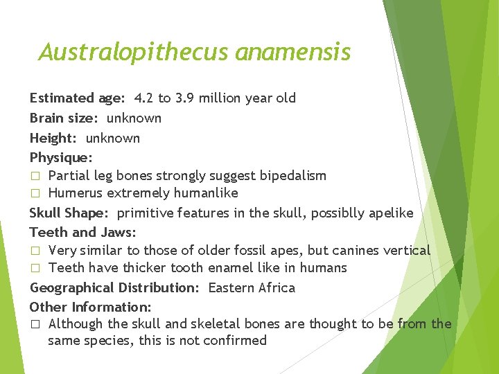 Australopithecus anamensis Estimated age: 4. 2 to 3. 9 million year old Brain size: Australopithecus anamensis Estimated age: 4. 2 to 3. 9 million year old Brain size: