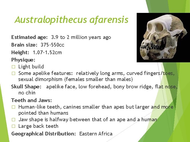 Australopithecus afarensis Estimated age: 3. 9 to 2 million years ago Brain size: 375 Australopithecus afarensis Estimated age: 3. 9 to 2 million years ago Brain size: 375