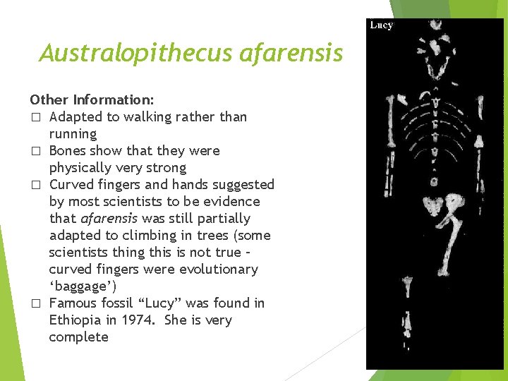 Australopithecus afarensis Other Information: � Adapted to walking rather than running � Bones show Australopithecus afarensis Other Information: � Adapted to walking rather than running � Bones show
