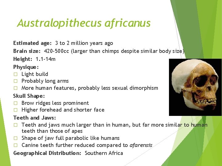 Australopithecus africanus Estimated age: 3 to 2 million years ago Brain size: 420 -500 Australopithecus africanus Estimated age: 3 to 2 million years ago Brain size: 420 -500