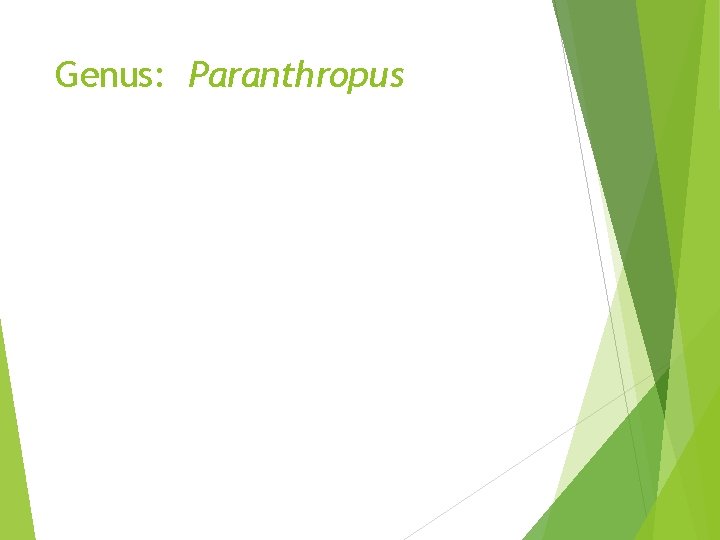 Genus: Paranthropus Genus: Paranthropus