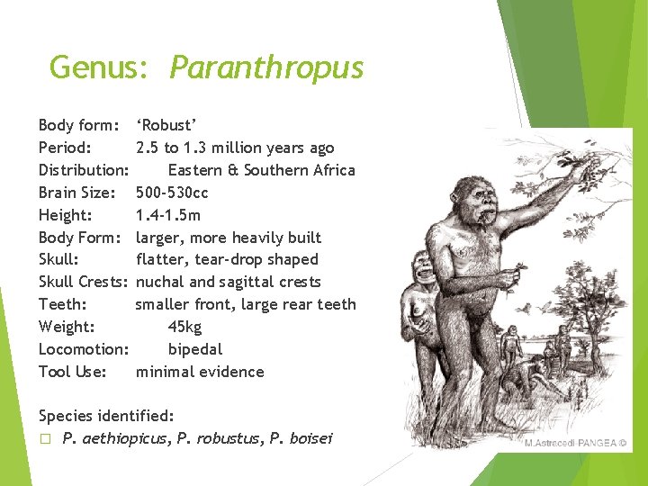 Genus: Paranthropus Body form: Period: Distribution: Brain Size: Height: Body Form: Skull Crests: Teeth: Genus: Paranthropus Body form: Period: Distribution: Brain Size: Height: Body Form: Skull Crests: Teeth: