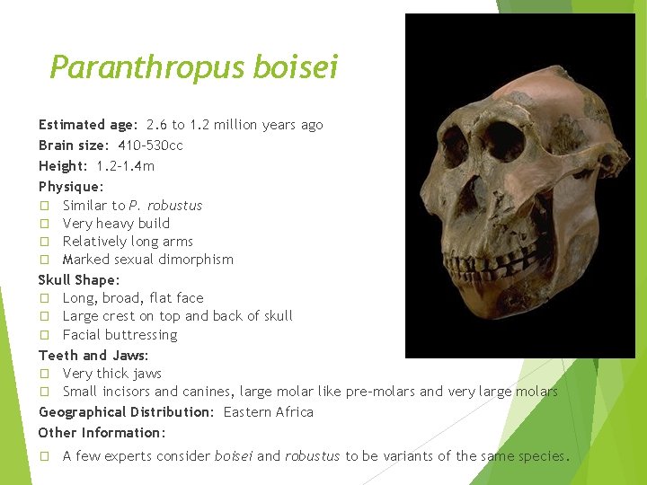 Paranthropus boisei Estimated age: 2. 6 to 1. 2 million years ago Brain size: Paranthropus boisei Estimated age: 2. 6 to 1. 2 million years ago Brain size: