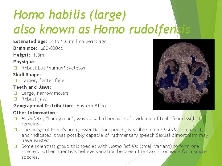 Homo habilis (large) also known as Homo rudolfensis Estimated age: 2 to 1. 6 Homo habilis (large) also known as Homo rudolfensis Estimated age: 2 to 1. 6