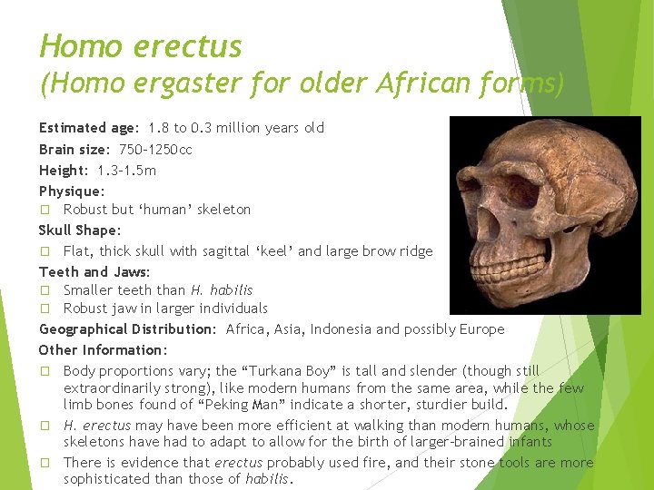 Homo erectus (Homo ergaster for older African forms) Estimated age: 1. 8 to 0. Homo erectus (Homo ergaster for older African forms) Estimated age: 1. 8 to 0.