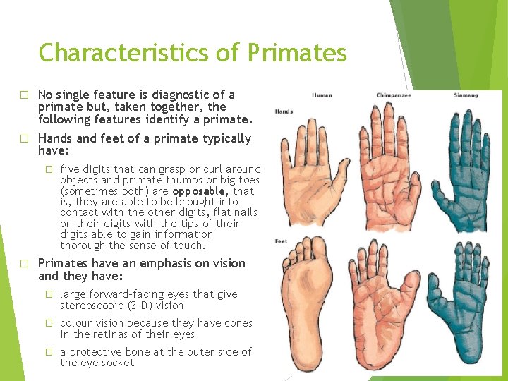 Characteristics of Primates � No single feature is diagnostic of a primate but, taken Characteristics of Primates � No single feature is diagnostic of a primate but, taken