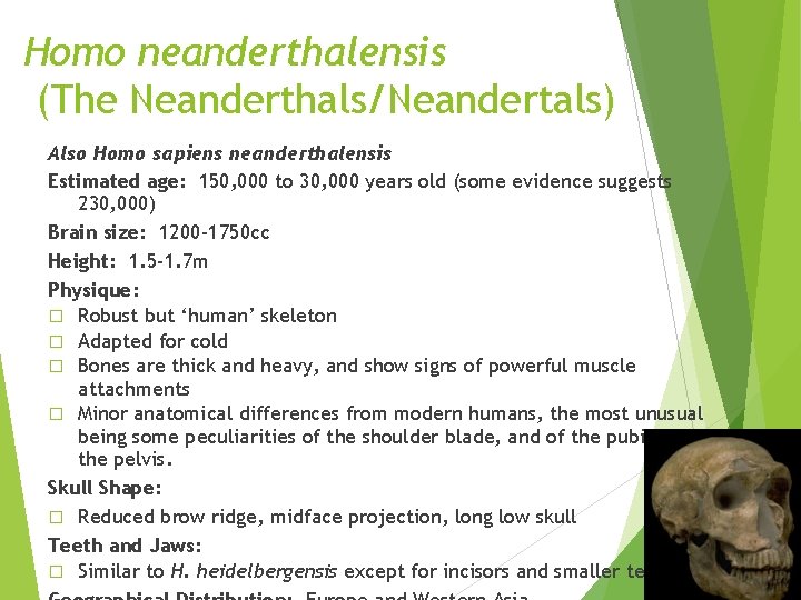 Homo neanderthalensis (The Neanderthals/Neandertals) Also Homo sapiens neanderthalensis Estimated age: 150, 000 to 30, Homo neanderthalensis (The Neanderthals/Neandertals) Also Homo sapiens neanderthalensis Estimated age: 150, 000 to 30,