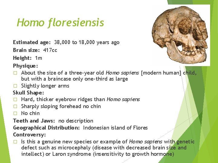 Homo floresiensis Estimated age: 38, 000 to 18, 000 years ago Brain size: 417 Homo floresiensis Estimated age: 38, 000 to 18, 000 years ago Brain size: 417