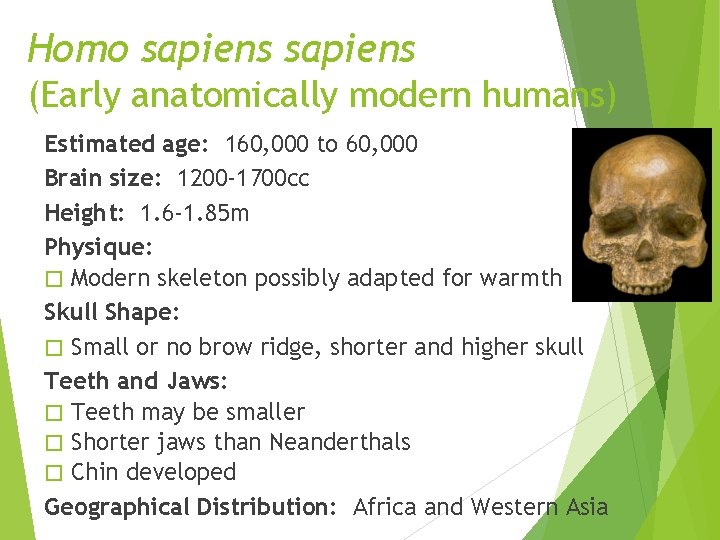 Homo sapiens (Early anatomically modern humans) Estimated age: 160, 000 to 60, 000 Brain Homo sapiens (Early anatomically modern humans) Estimated age: 160, 000 to 60, 000 Brain