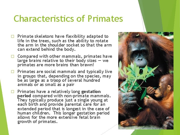 Characteristics of Primates � Primate skeletons have flexibility adapted to life in the trees, Characteristics of Primates � Primate skeletons have flexibility adapted to life in the trees,