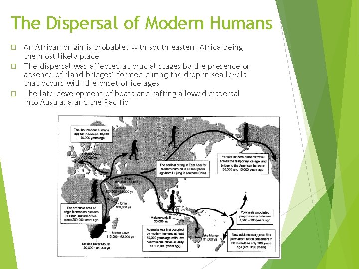 The Dispersal of Modern Humans An African origin is probable, with south eastern Africa The Dispersal of Modern Humans An African origin is probable, with south eastern Africa