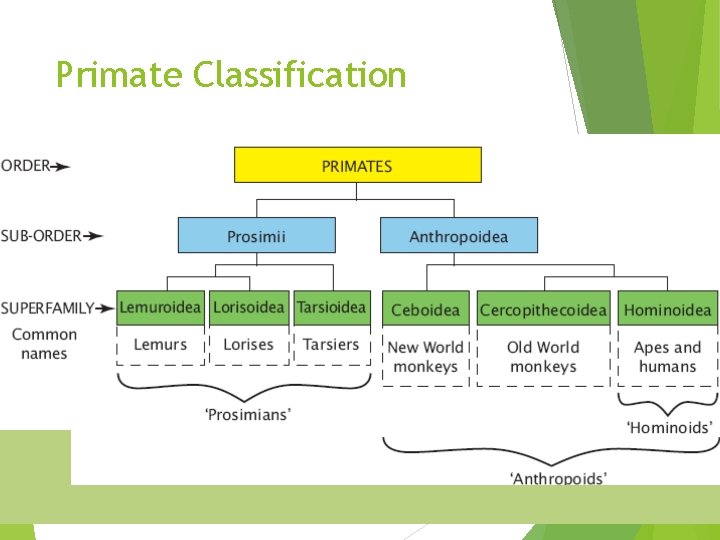 Primate Classification Primate Classification