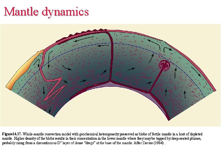 Mantle dynamics Figure 14. 17. Whole-mantle convection model with geochemical heterogeneity preserved as blobs