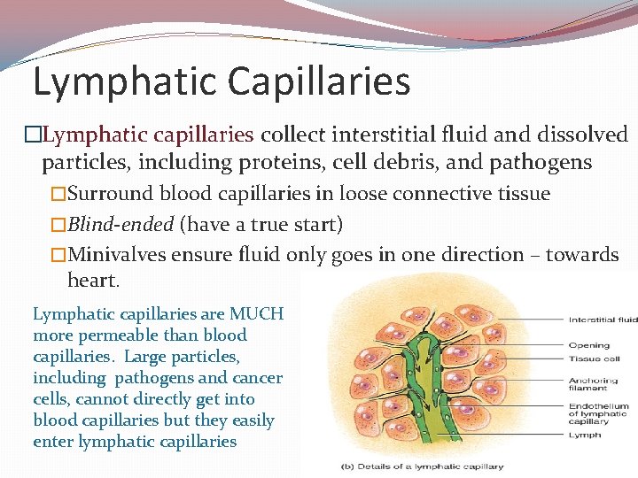 Lymphatic Capillaries �Lymphatic capillaries collect interstitial fluid and dissolved particles, including proteins, cell debris,
