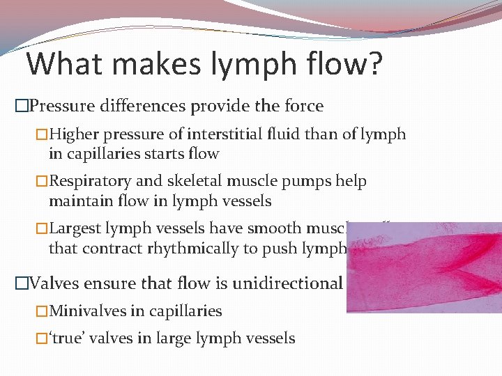 What makes lymph flow? �Pressure differences provide the force �Higher pressure of interstitial fluid