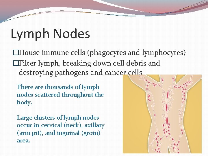 Lymph Nodes �House immune cells (phagocytes and lymphocytes) �Filter lymph, breaking down cell debris