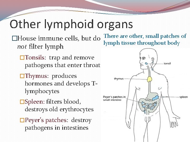 Other lymphoid organs �House immune cells, but do There are other, small patches of