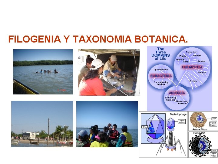 FILOGENIA Y TAXONOMIA BOTANICA. 