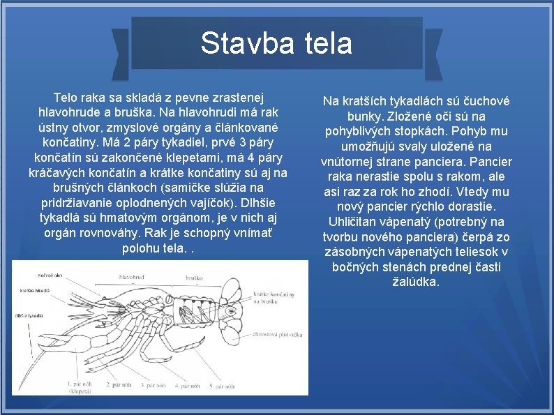 Stavba tela Telo raka sa skladá z pevne zrastenej hlavohrude a bruška. Na hlavohrudi