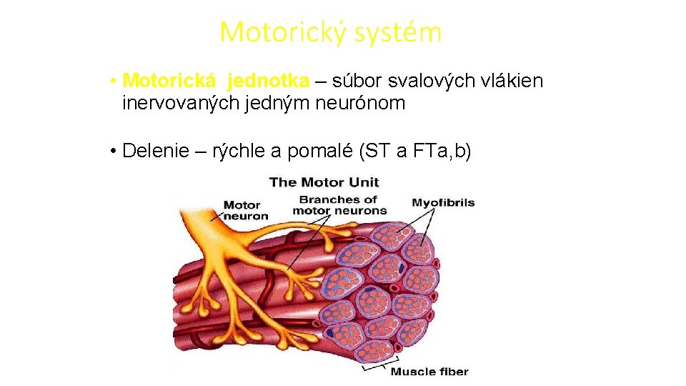 Motorický systém • Motorická jednotka – súbor svalových vlákien inervovaných jedným neurónom • Delenie