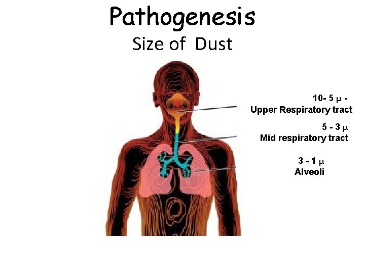Pathogenesis Size of Dust 10 - 5 μ Upper Respiratory tract 5 -3μ Mid