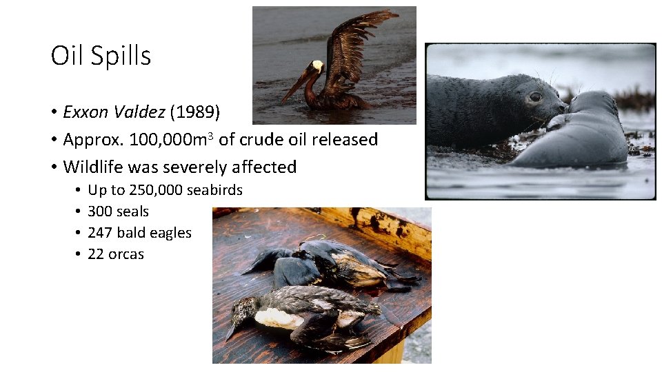 Oil Spills • Exxon Valdez (1989) • Approx. 100, 000 m 3 of crude Oil Spills • Exxon Valdez (1989) • Approx. 100, 000 m 3 of crude