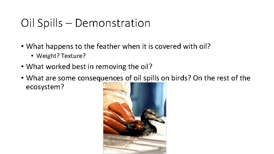 Oil Spills – Demonstration • What happens to the feather when it is covered Oil Spills – Demonstration • What happens to the feather when it is covered