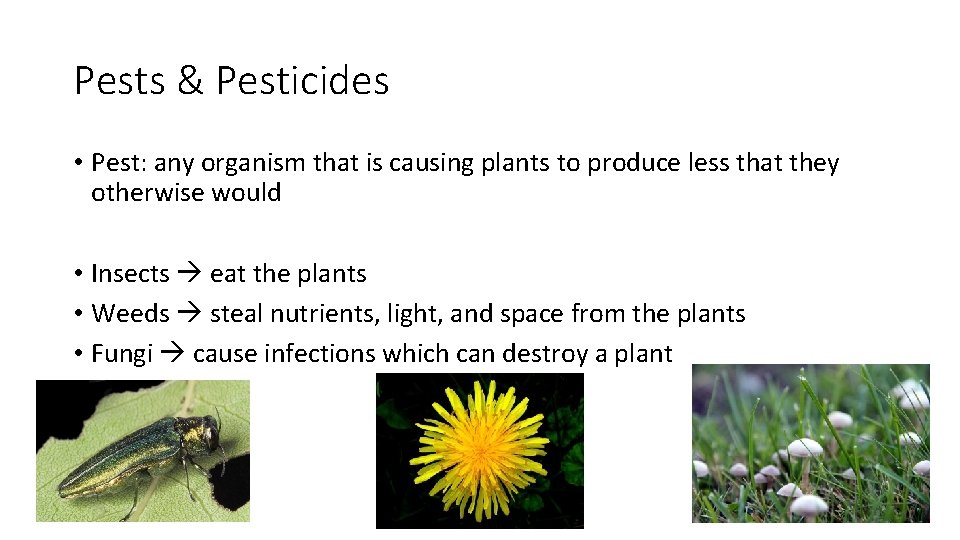 Pests & Pesticides • Pest: any organism that is causing plants to produce less Pests & Pesticides • Pest: any organism that is causing plants to produce less