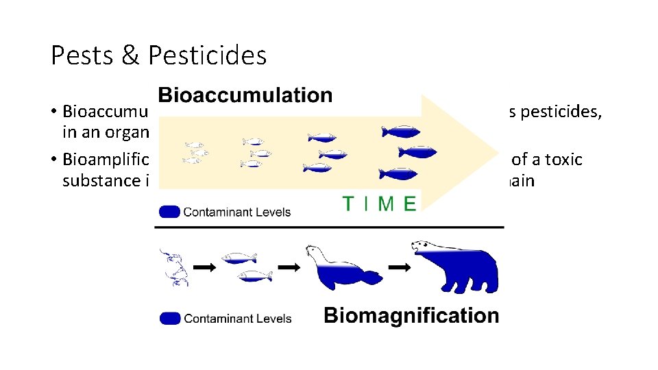 Pests & Pesticides • Bioaccumulation: the build-up of toxic substances, such as pesticides, in Pests & Pesticides • Bioaccumulation: the build-up of toxic substances, such as pesticides, in
