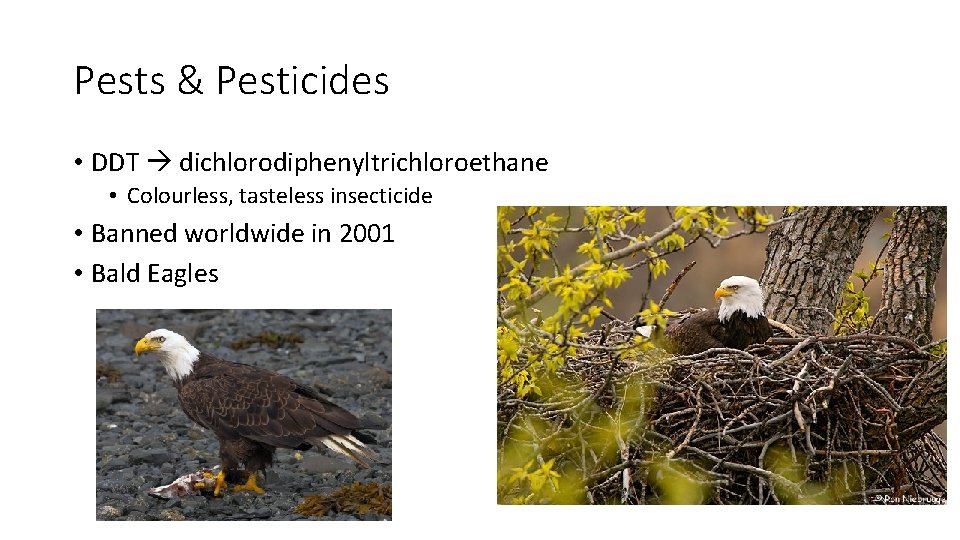 Pests & Pesticides • DDT dichlorodiphenyltrichloroethane • Colourless, tasteless insecticide • Banned worldwide in Pests & Pesticides • DDT dichlorodiphenyltrichloroethane • Colourless, tasteless insecticide • Banned worldwide in