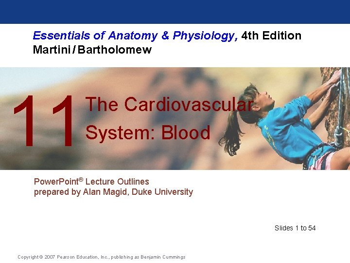 Essentials of Anatomy & Physiology, 4 th Edition Martini / Bartholomew 11 The Cardiovascular